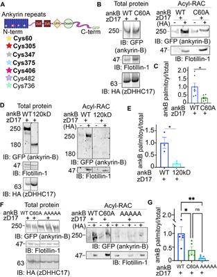 Ankyrin-B is lipid-modified by S-palmitoylation to promote dendritic membrane scaffolding of voltage-gated sodium channel NaV1.2 in neurons